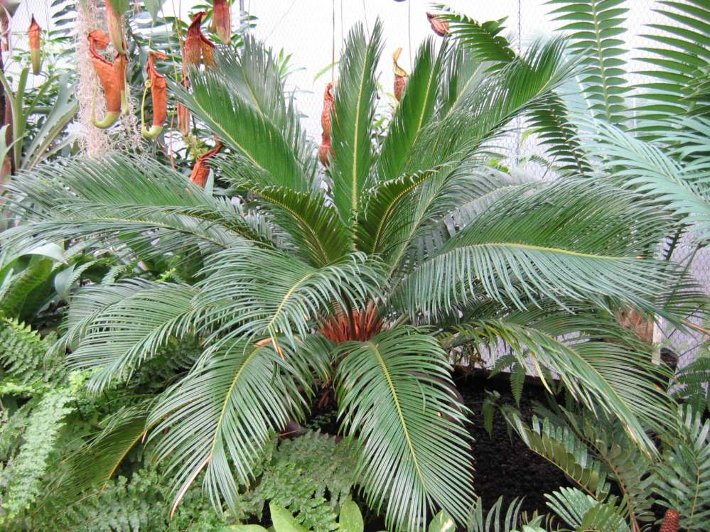 Sago Palm
